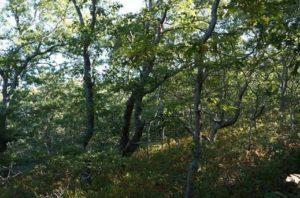 trees